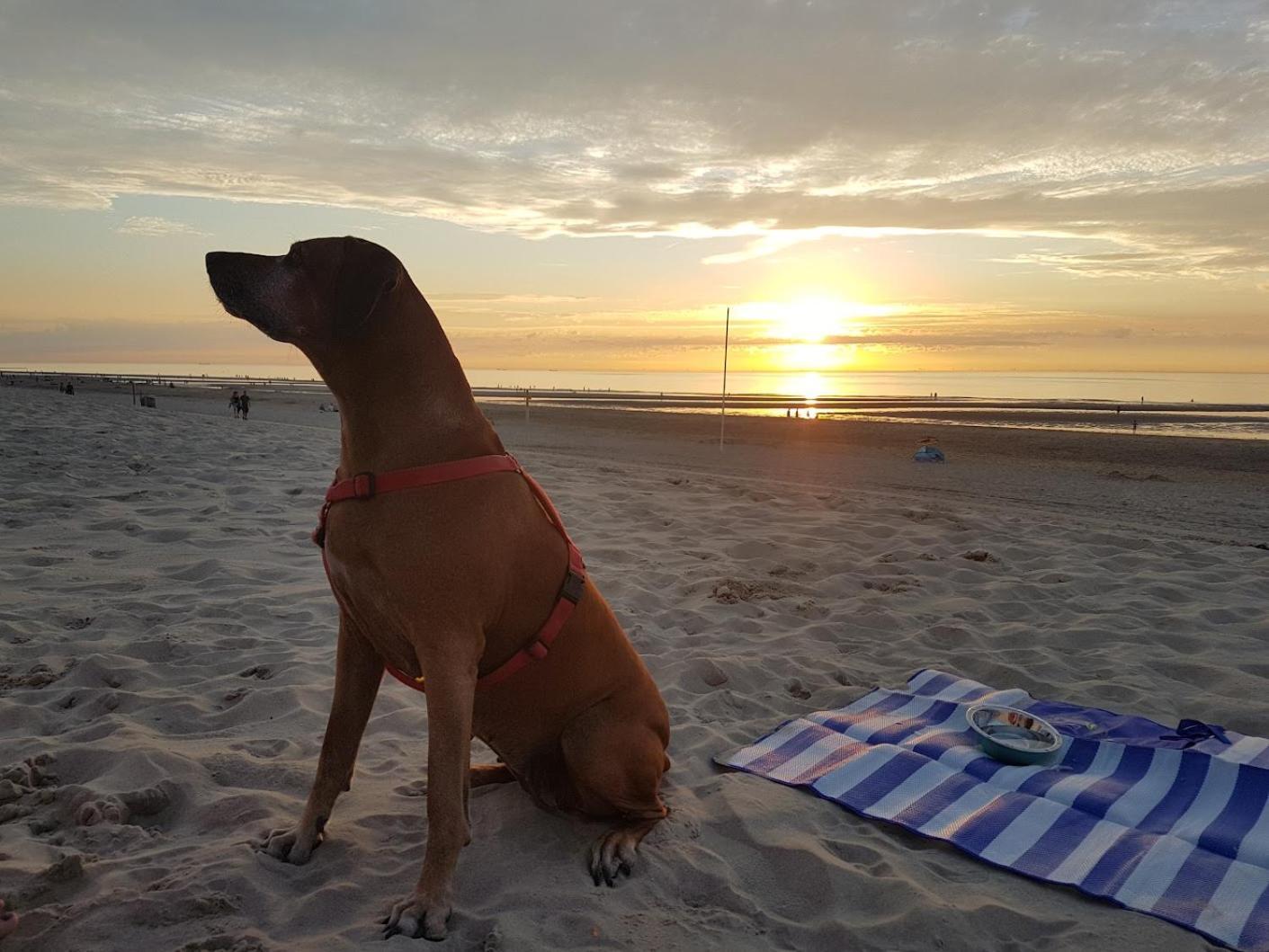 Olmenduin Olm Zeeland Holiday home *